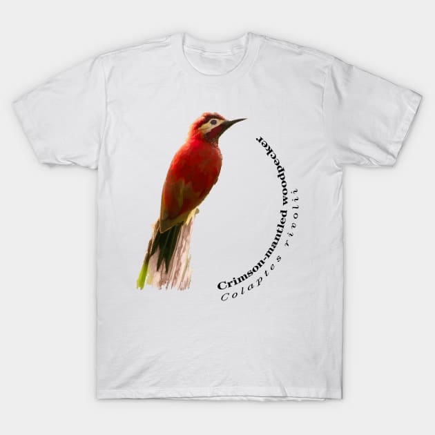 Crimson-mantled woodpecker exotic bird T-Shirt by Ornamentum